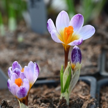 Crocus sieberi 'Ronald Ginns' Crocus sieberi 'Ronald Ginns'