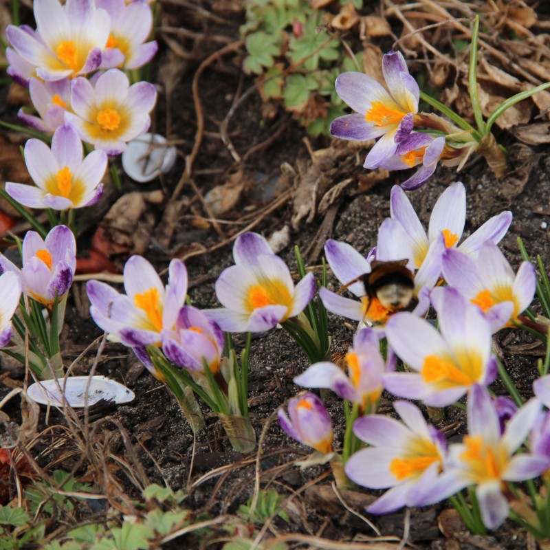 Crocus sieberi 'Ronald Ginns' Crocus sieberi 'Ronald Ginns'