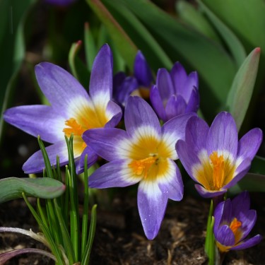 Crocus sieberi subsp. sublimis 'Tricolor' Crocus sieberi subsp. sublimis 'Tricolor'