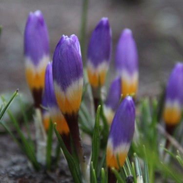 Crocus sieberi subsp. sublimis 'Tricolor' Crocus sieberi subsp. sublimis 'Tricolor'