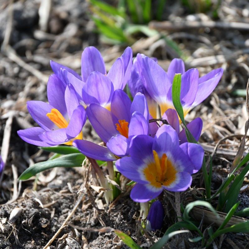 Crocus sieberi subsp. sublimis 'Tricolor' Crocus sieberi subsp. sublimis 'Tricolor'