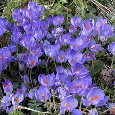 Crocus speciosus subsp. speciosus Crocus speciosus subsp. speciosus