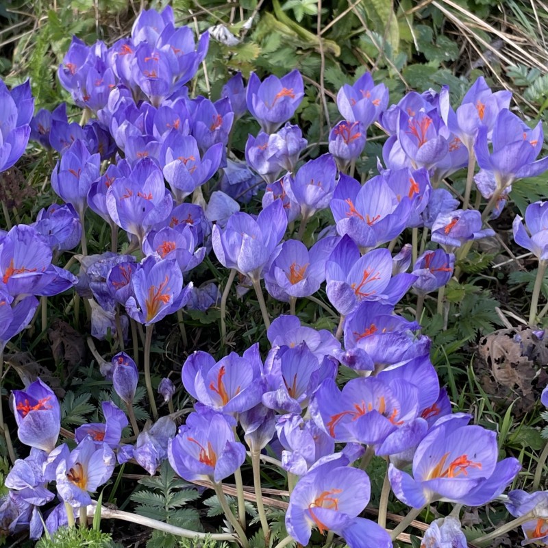 Crocus speciosus subsp. speciosus Crocus speciosus subsp. speciosus