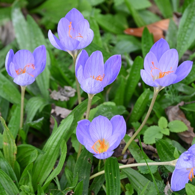 Crocus speciosus subsp. speciosus Crocus speciosus subsp. speciosus