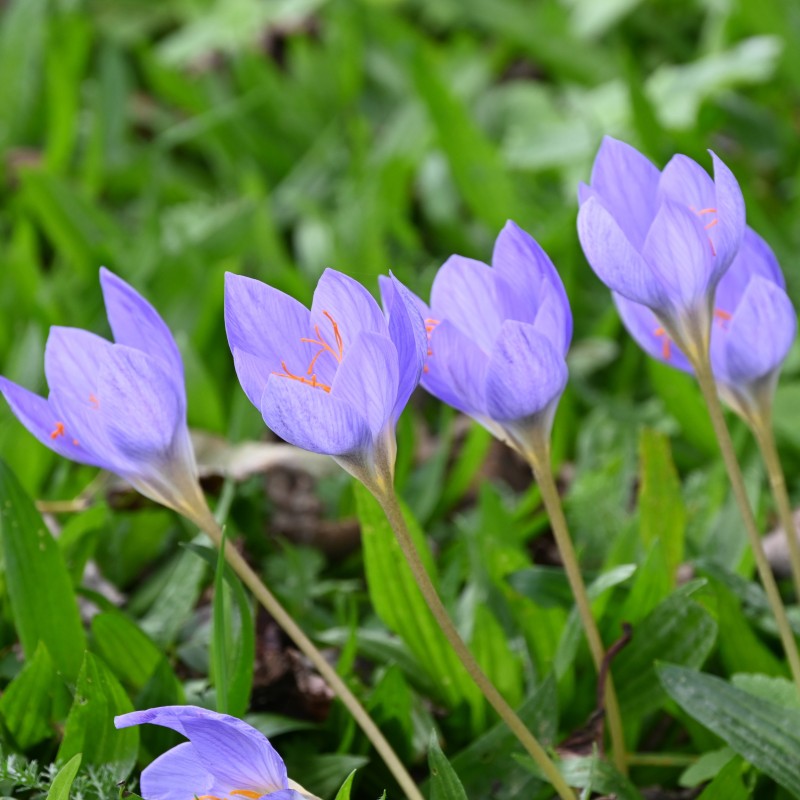 Crocus speciosus subsp. speciosus Crocus speciosus subsp. speciosus