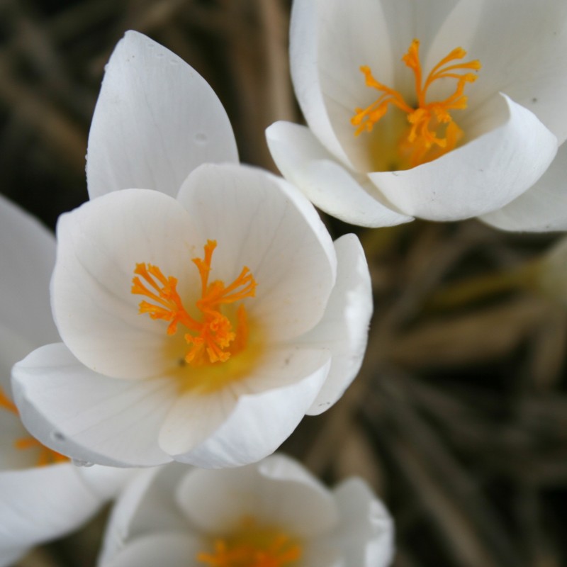 Crocus speciosus subsp. speciosus 'Albus' Crocus speciosus subsp. speciosus 'Albus'