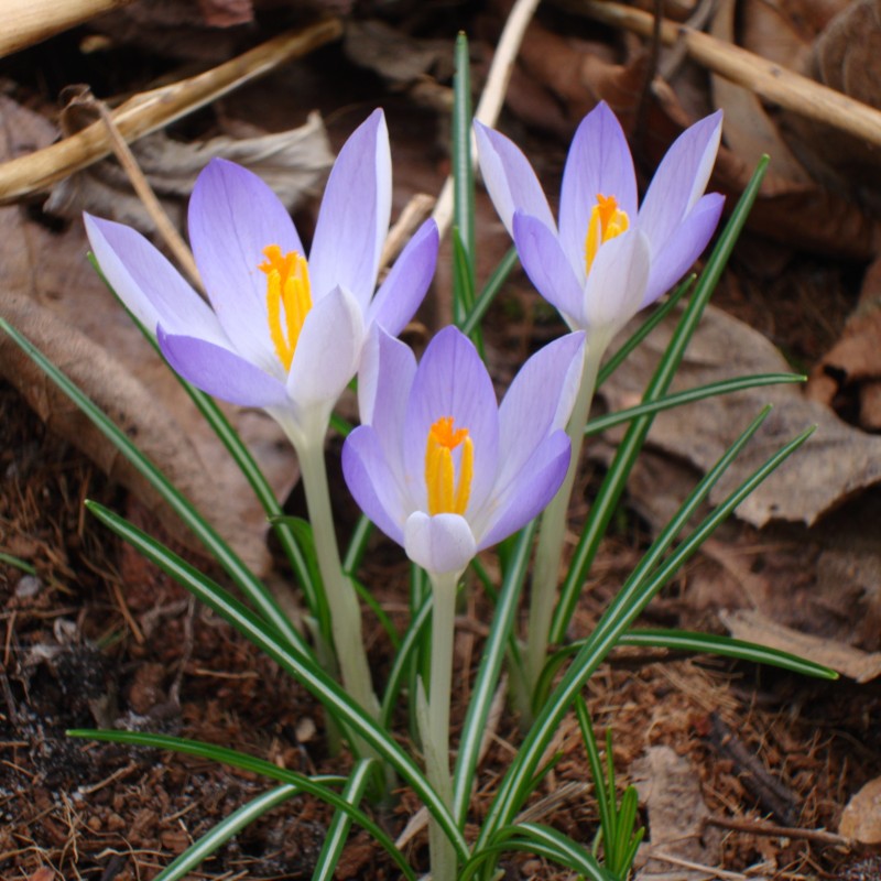 Crocus tommasinianus Crocus tommasinianus