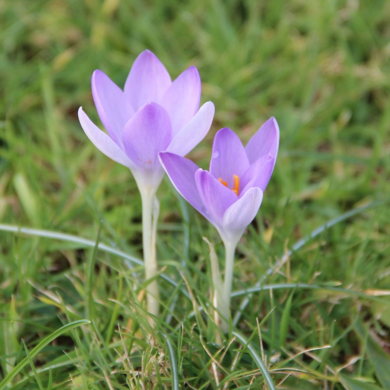 Crocus tommasinianus Crocus tommasinianus