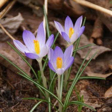 Crocus tommasinianus -grootverbruik- Crocus tommasinianus -grootverbruik-