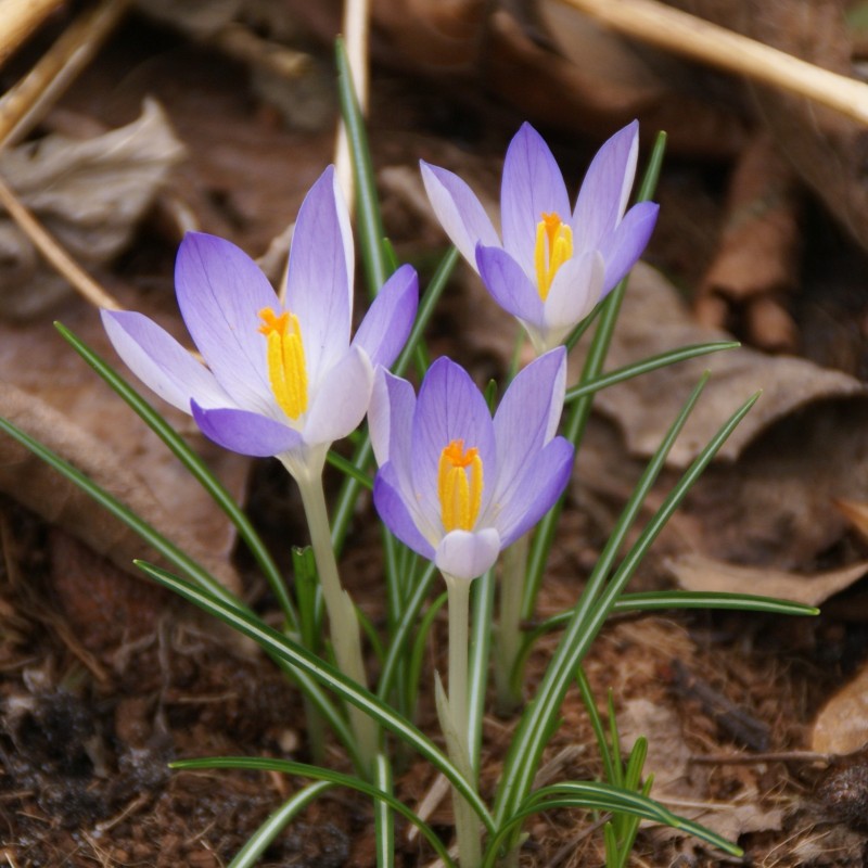 Crocus tommasinianus -grootverbruik- Crocus tommasinianus -grootverbruik-