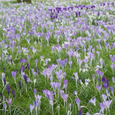 Crocus tommasinianus -grootverbruik-