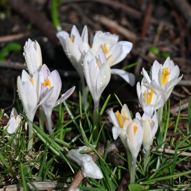 Crocus tommasinianus 'Albus'