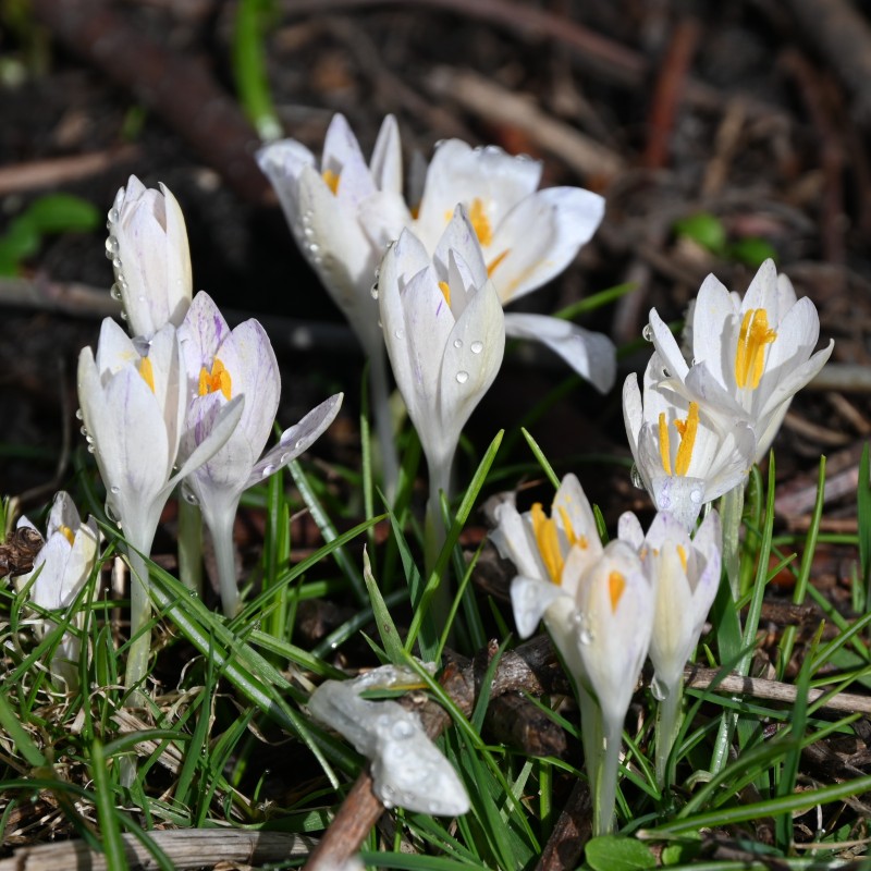 Crocus tommasinianus 'Albus' Crocus tommasinianus 'Albus'