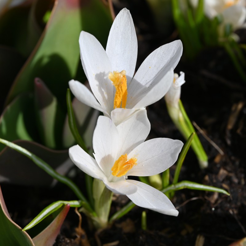 Crocus tommasinianus 'Albus' Crocus tommasinianus 'Albus'