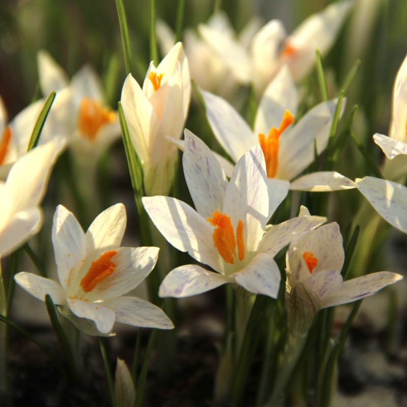 Crocus tommasinianus 'Albus' Crocus tommasinianus 'Albus'