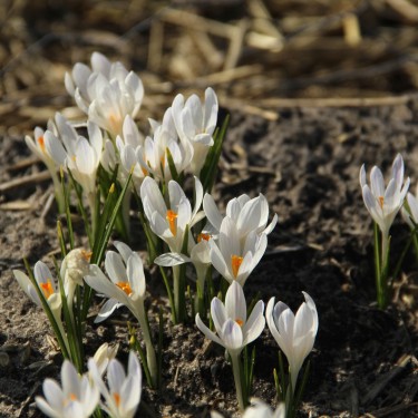 Crocus tommasinianus 'Albus' Crocus tommasinianus 'Albus'