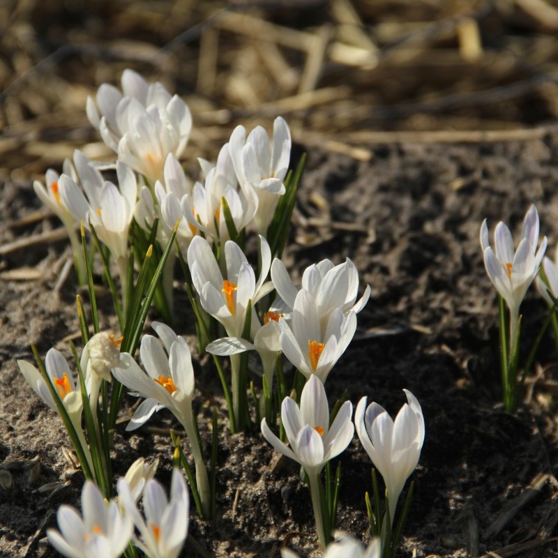 Crocus tommasinianus 'Albus' Crocus tommasinianus 'Albus'