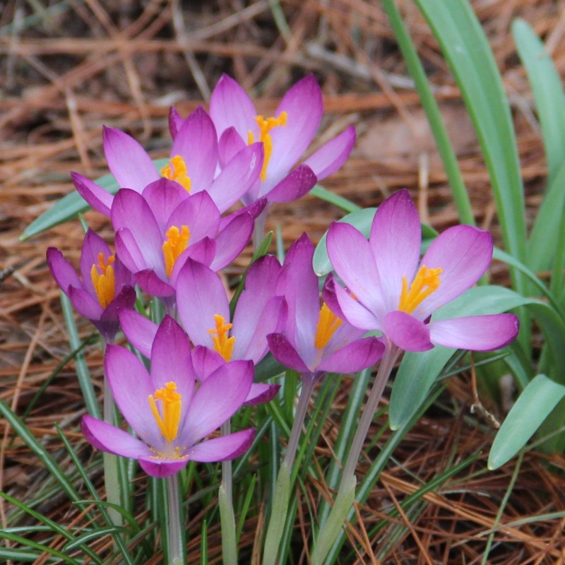 Crocus tommasinianus 'Barr's Purple' Crocus tommasinianus 'Barr's Purple'