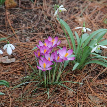 Crocus tommasinianus 'Barr's Purple' Crocus tommasinianus 'Barr's Purple'