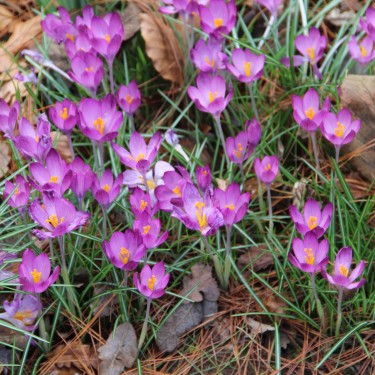 Crocus tommasinianus 'Barr's Purple' Crocus tommasinianus 'Barr's Purple'