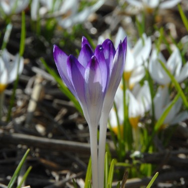 Crocus tommasinianus 'Pictus'