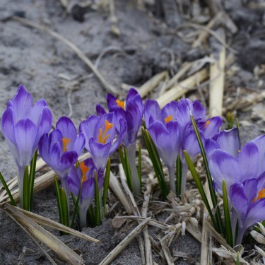 Crocus tommasinianus 'Pictus' Crocus tommasinianus 'Pictus'