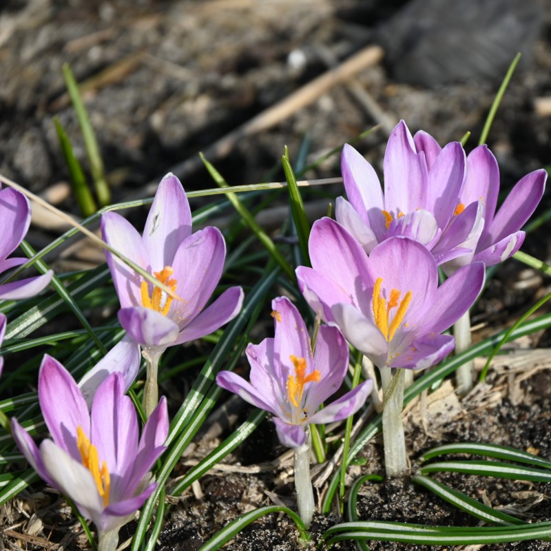 Crocus tommasinianus 'Roseus' Crocus tommasinianus 'Roseus'