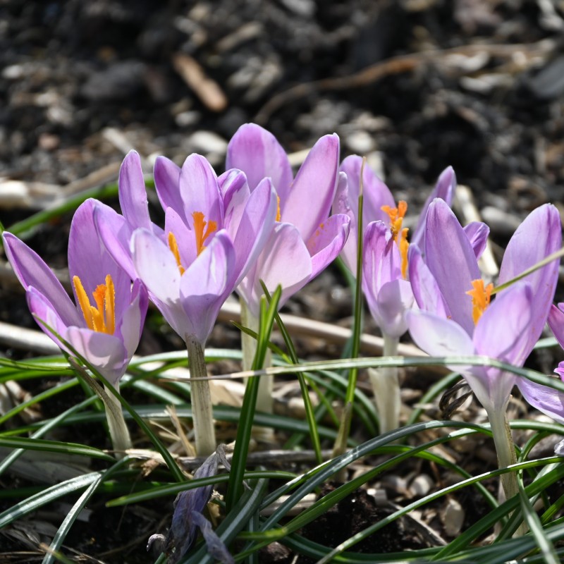 Crocus tommasinianus 'Roseus' Crocus tommasinianus 'Roseus'