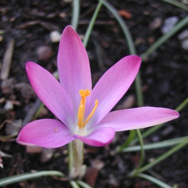 Crocus tommasinianus 'Roseus' Crocus tommasinianus 'Roseus'