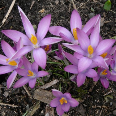 Crocus tommasinianus 'Roseus' Crocus tommasinianus 'Roseus'
