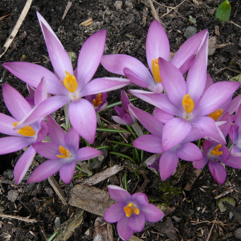 Crocus tommasinianus 'Roseus' Crocus tommasinianus 'Roseus'