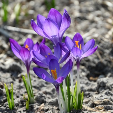 Crocus tommasinianus 'Ruby Giant' Crocus tommasinianus 'Ruby Giant'