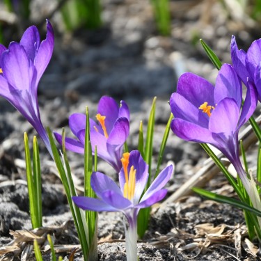 Crocus tommasinianus 'Ruby Giant' Crocus tommasinianus 'Ruby Giant'