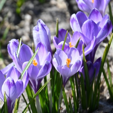 Crocus tommasinianus 'Rudy Light'