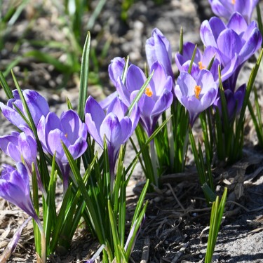 Crocus tommasinianus 'Rudy Light' Crocus tommasinianus 'Rudy Light'