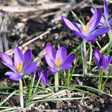 Crocus tommasinianus 'Whitewell Purple'