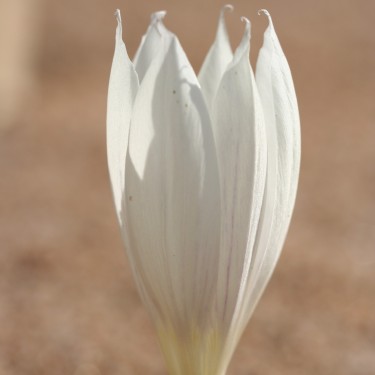 Crocus vallicola Crocus vallicola
