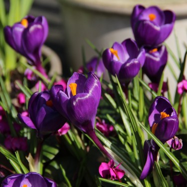 Crocus vernus 'Flower Record' Crocus vernus 'Flower Record'