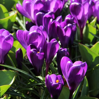 Crocus vernus 'Flower Record' Crocus vernus 'Flower Record'