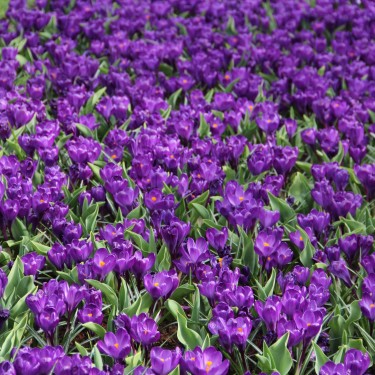 Crocus vernus 'Flower Record' Crocus vernus 'Flower Record'