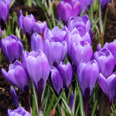 Crocus vernus 'Grand Maitre'