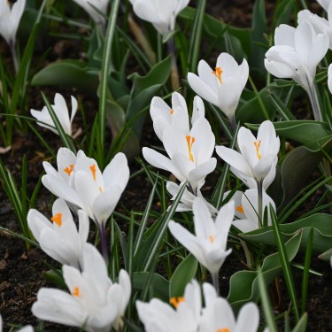Crocus vernus 'Jeanne d'Arc' Crocus vernus 'Jeanne d'Arc'