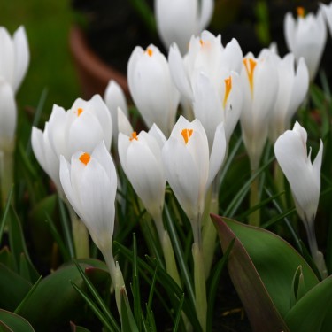 Crocus vernus 'Jeanne d'Arc' Crocus vernus 'Jeanne d'Arc'