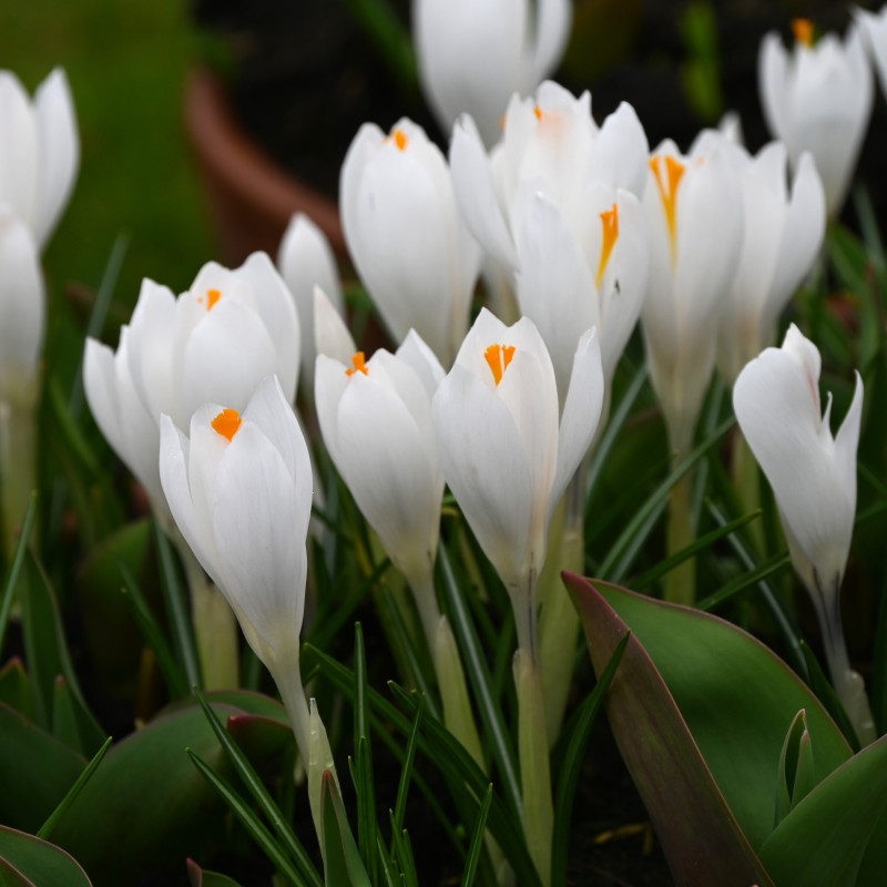 Crocus vernus 'Jeanne d'Arc' Crocus vernus 'Jeanne d'Arc'