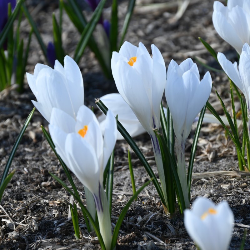Crocus vernus 'Jeanne d'Arc' Crocus vernus 'Jeanne d'Arc'