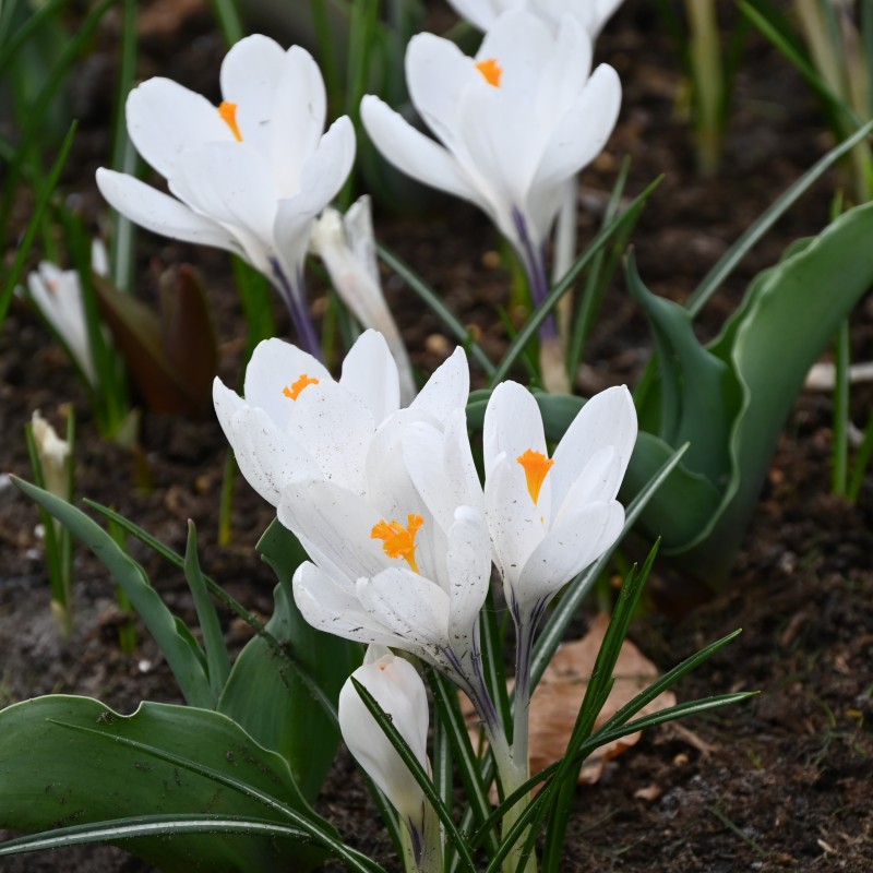 Crocus vernus 'Jeanne d'Arc' Crocus vernus 'Jeanne d'Arc'