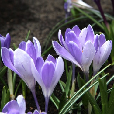Crocus vernus 'Vanguard'