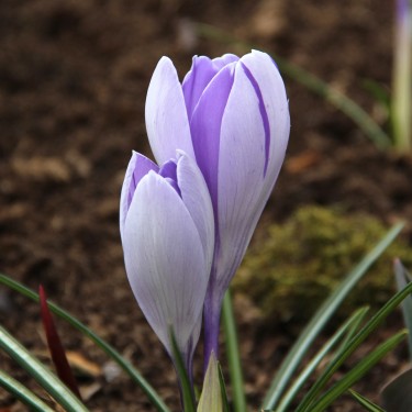 Crocus vernus 'Vanguard'