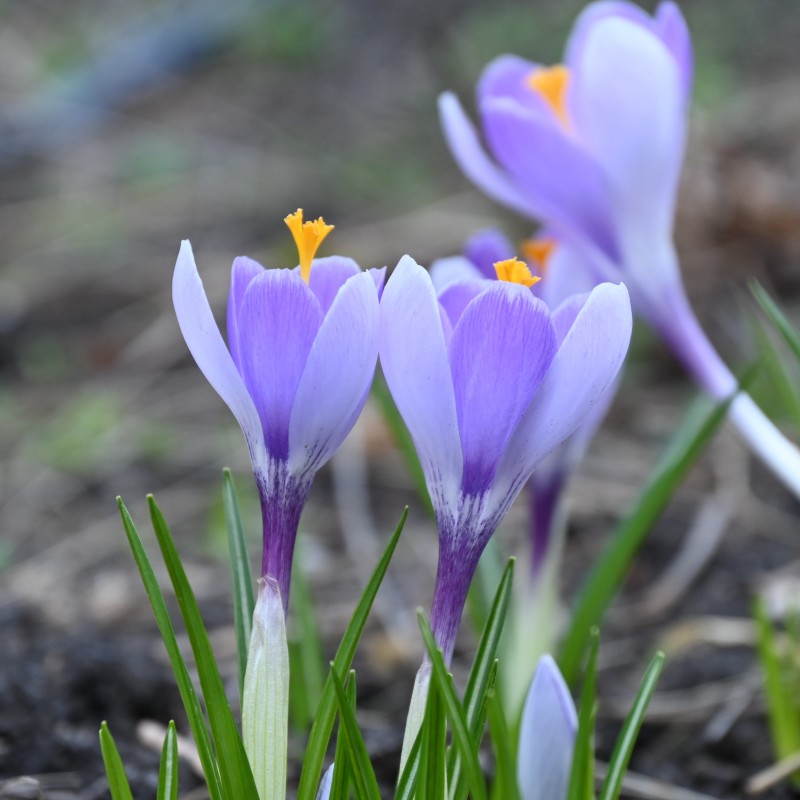 Crocus vernus 'Vanguard'