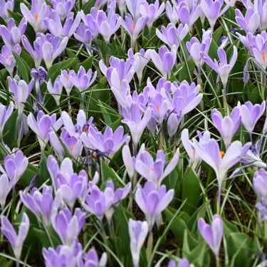 Crocus vernus 'Vanguard'